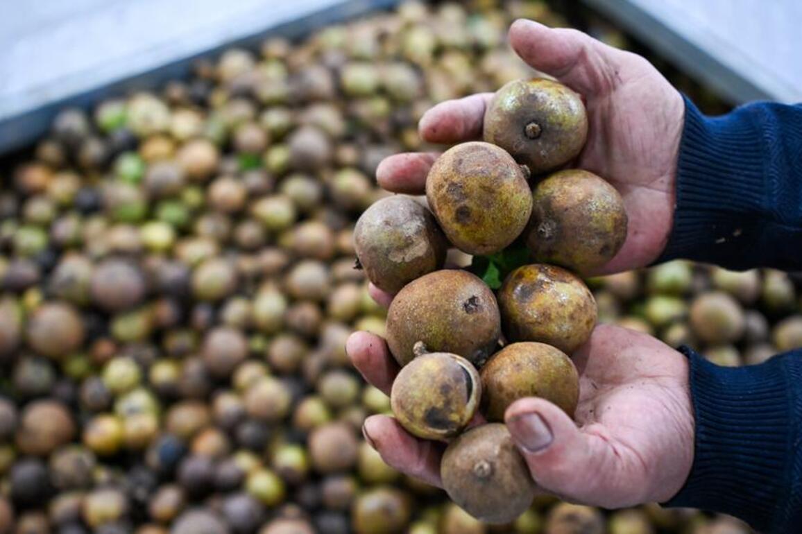 Economy | Signature industrial crops help boost local economy of Baisha in S China's Hainan