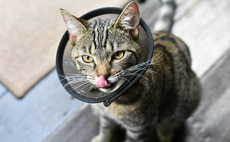 BC-backed VetPartners buys Abbey Veterinary Centres