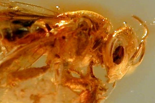 Did bees live in the time of dinosaurs?