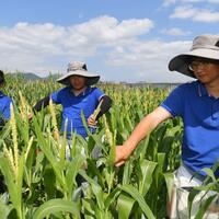 China harnesses AI to revolutionize smart breeding, crop development