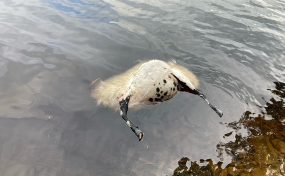 Sheep and lamb drown after livestock worrying incident in Derbyshire