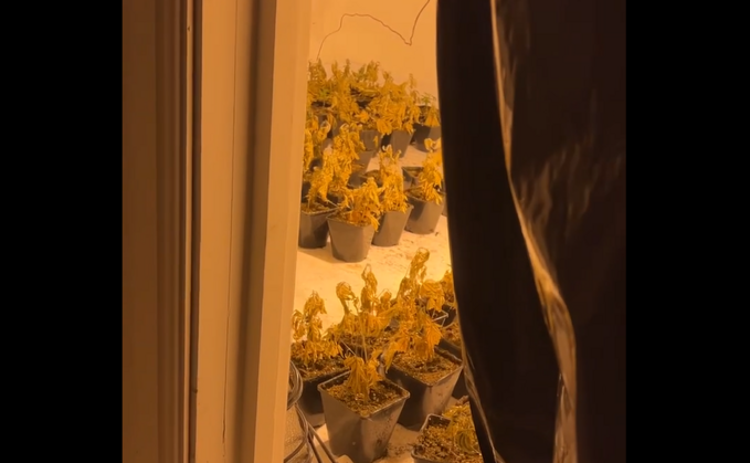 Cannabis growing in a Derby property. October 2023.