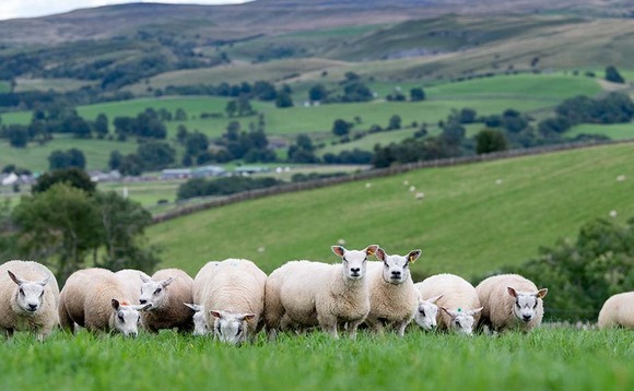 Sheep EBV to identify methane emission scores