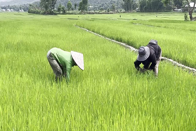 Lost harvests of Manipur's conflict zones