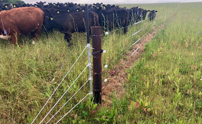 Rotational grazing of herbal leys with cattle can be managed effectively using temporary electric fencing, which is easy to install and move. 