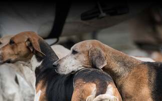 Foxhounds killed by 65mph train during suspected hunt