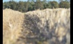 Grain growing in Australia has been confirmed as a low GHG emitter by the CSIRO.
