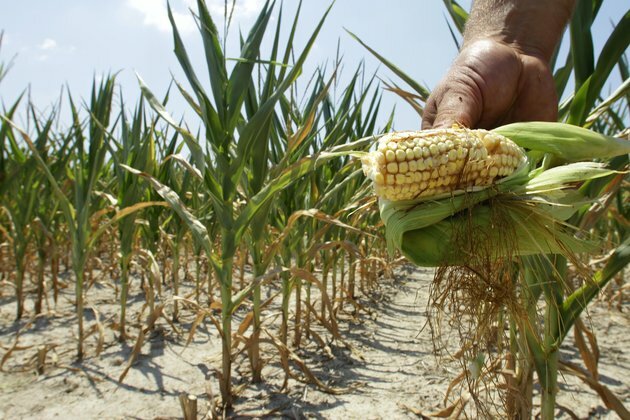 4 ways extreme heat hurts the economy