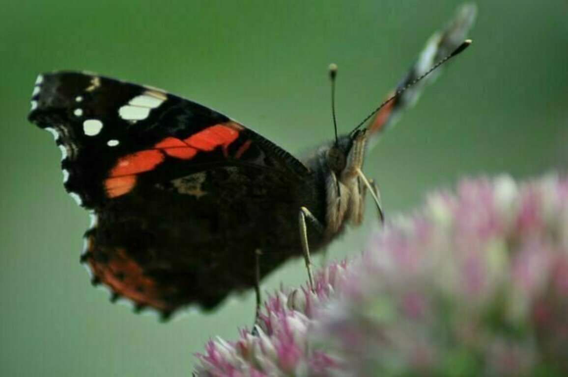 Why the UK's butterflies are booming in 2025