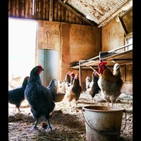 USDA mulls poultry vaccine as bird flu divides industry players