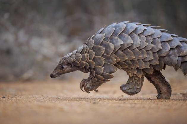 Pangolins threatened by criminal networks in southern Africa