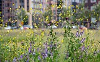 Biodiversity Net Gain: Developers and green groups hail scheme as 'true success story'