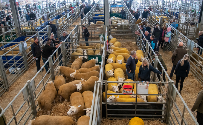 Clun flock claims top price at Welshpool   
