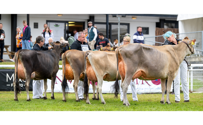 Ringside round up from the Royal Welsh dairy competitions