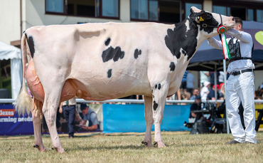 Holstein takes supreme dairy title at Royal Welsh Show