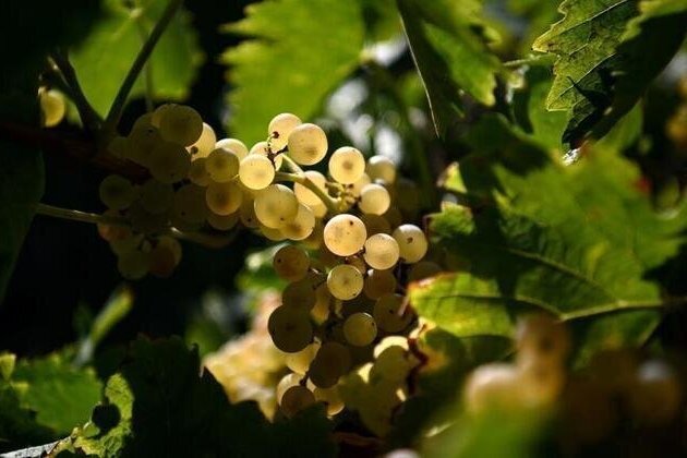 French wine growers plant trees to protect vines from climate