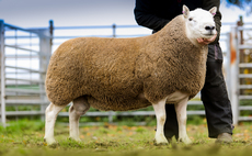  Sales round up: New sheep dog record at Skipton, South Country Cheviots to £20,000 at Lockerbie and Sharps Suffolk ewe lambs top at 10,000gns