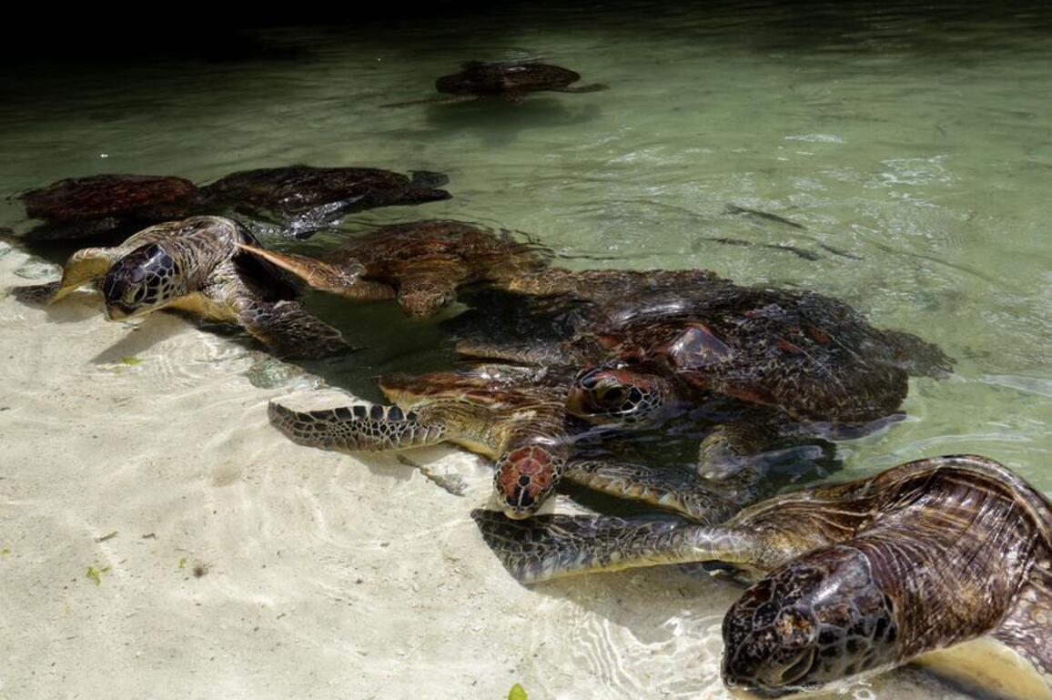 (Hello Africa) Endangered sea turtles in Tanzania's Zanzibar revive through community-led conservation