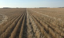 Agriculture Victoria says feeding sheep on cereal straw requires a cautious approach, especially post-lactation.