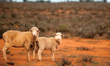 WA brothers approved as exclusive meat suppliers to China