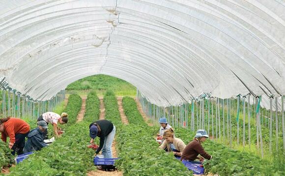 Low uptake of horticulture jobs sees recruitment pressures mount