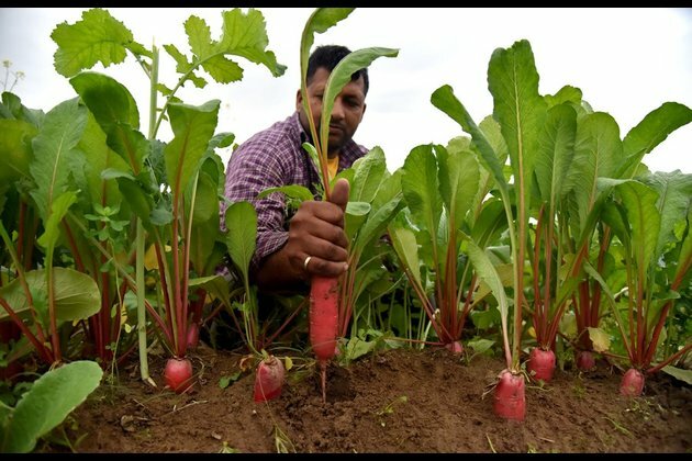 Asia Album: Farmers harvest radishes in Indian-controlled Kashmir