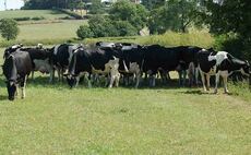 Be alert for signs of heat stress in livestock