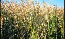 Rice production returns to Coleambally