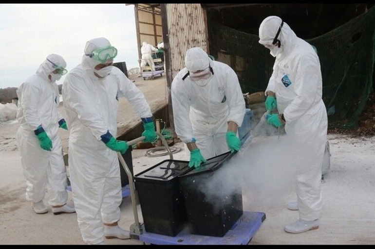 Brazil declares bird flu-free status, seeks to resume exports