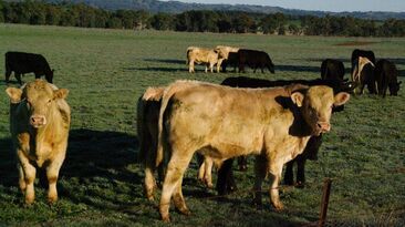 Young, virgin bulls are most at risk of contracting herpes-related diseases such as balanoposthitis. 