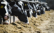 Methane-reducing feed additive receives UK approval 