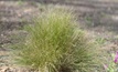  Federation University Australia will be conducting research to look at effective management of the noxious week serrated tussock.