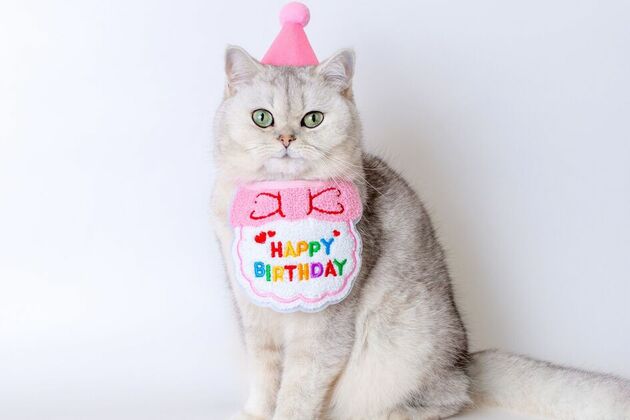 &#39;I&#39;m crazy about cats, but I would never throw one a birthday party - UK