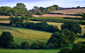 Agroforestry hailed as 'growth industry' for farmers