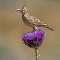 Iran's nature is under threat - here's how better environmental stewardship can save it