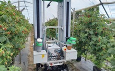 Fieldwork Robotics secures £3m backing to trial berry-picking robots on UK farms