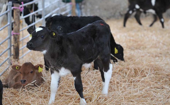 Producing dairy bull calves from cross-bred cows