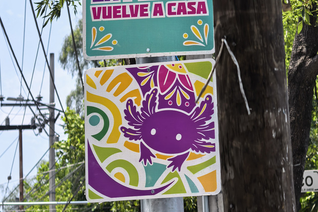 MEXICO-MEXICO CITY-WORLD CUP-MASCOT-AXOLOTL