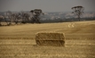 GRDC Radio offers sound advice on cutting crops for hay