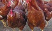 Tas phases out cage hens, sow stalls