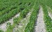 Pea-sized hope for pulse crops