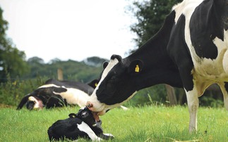 How to keep dairy heifers on track for calving