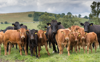 Stability needed in beef sector