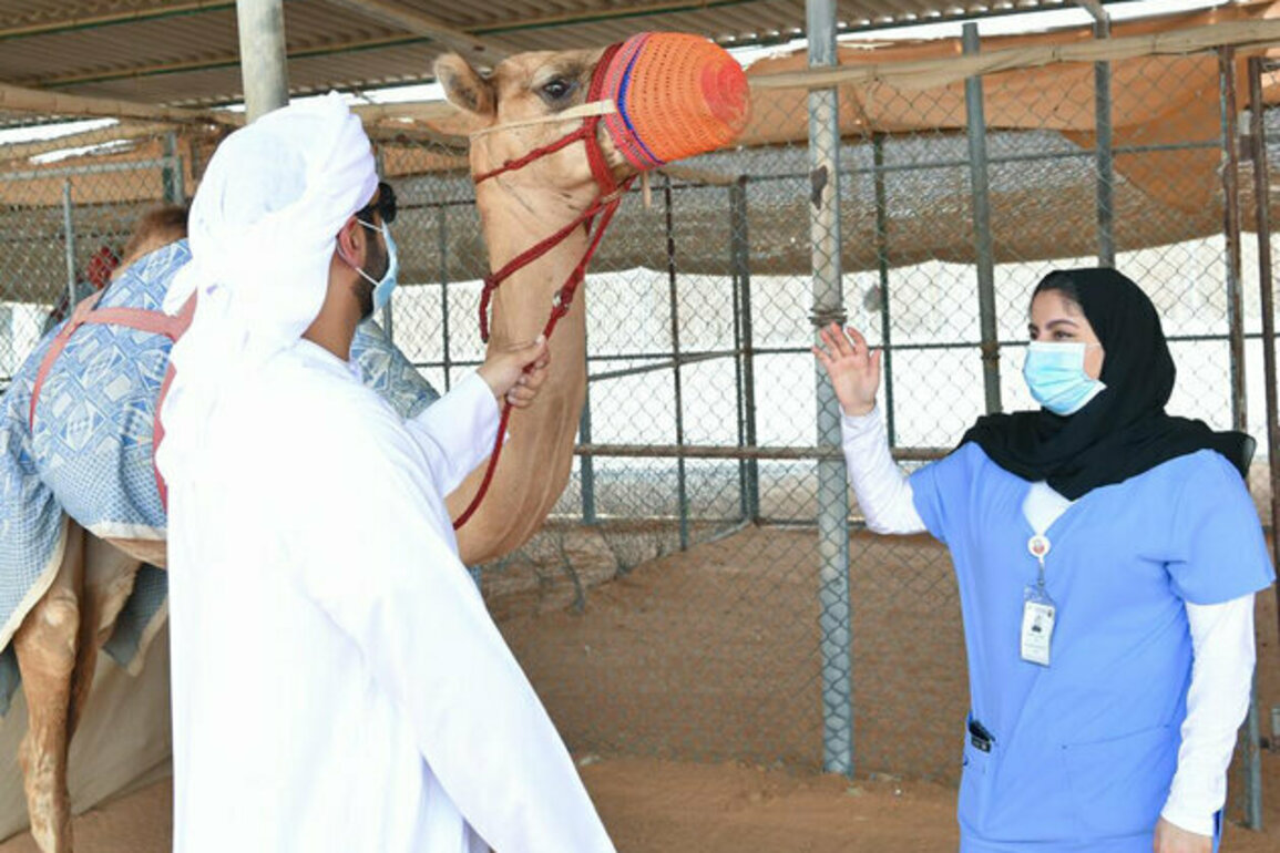 ADAFSA Reference Centre for Camel Diseases leads UAE to global prominence in camel health research on World Camel Day