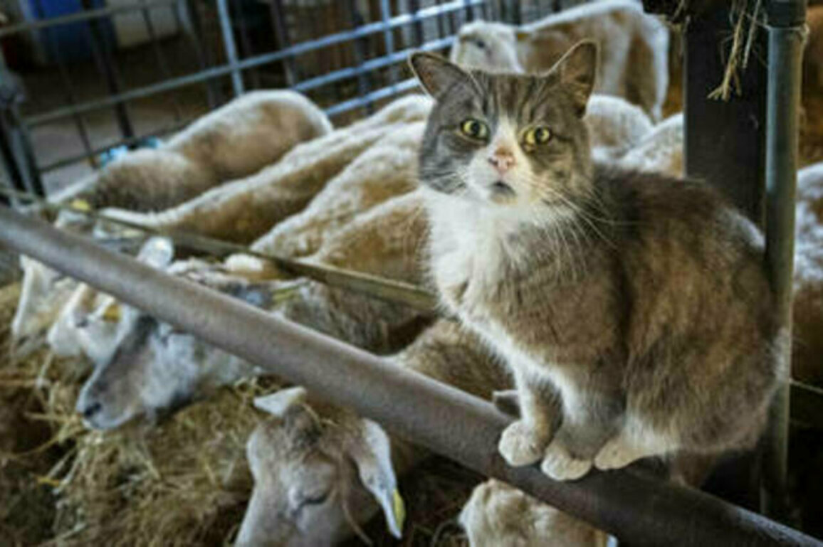 Sputnik V creator warns of global 'cat flu' pandemic