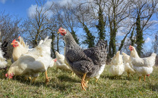 Pig and poultry special: New trial looks at feasibility of dual-purpose poultry systems  