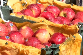 "Ban Turkey" trend gains momentum in Pune as traders boycott Turkish apples amid India-Pak tensions