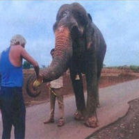 Maharashtra to file review petition over elephant Madhuri's return to Nandani Math: CM Devendra Fadnavis