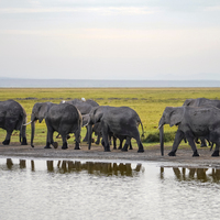 KENYA-WORLD WETLANDS DAY-ANIMALS