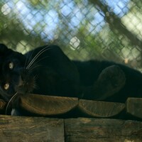 'Ghost of the forest' black panther makes public appearance at the Central Zoo in Nepal